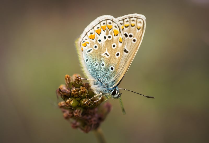 Butterfly Effect Management